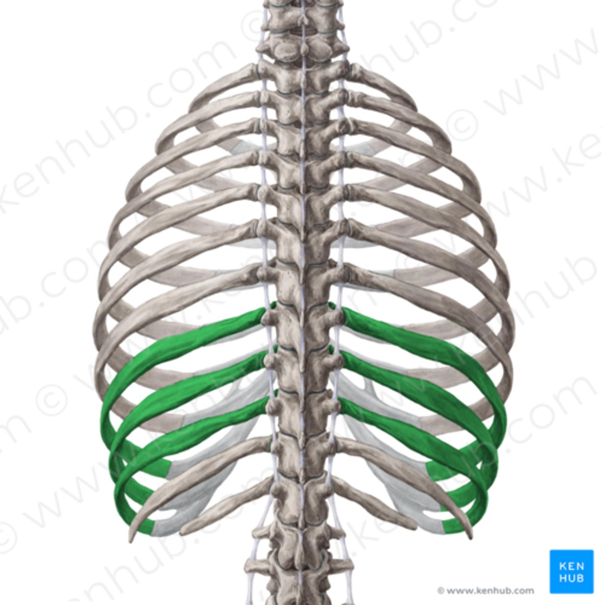 <p>Ribs 8-10 that have indirect cartilage attachments to the sternum via the costal cartilage of rib 7.</p>
