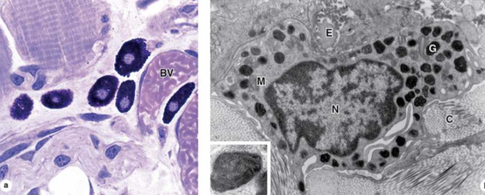 <p>What do mast cells and basophilic leukocytes do?</p>