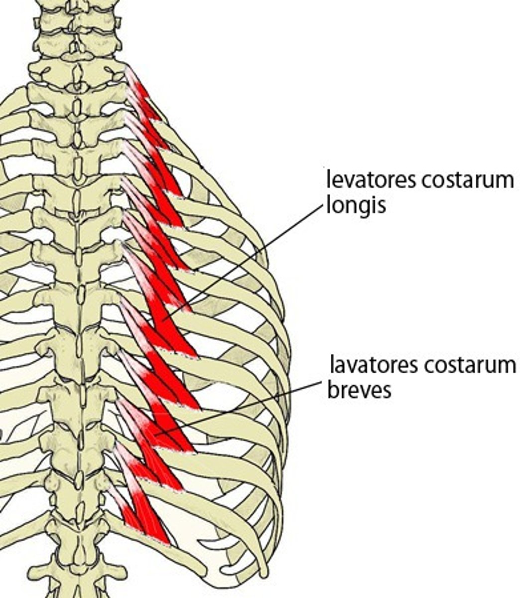 <p>o: thoracic TP</p><p>i: 1 or two ribs below</p><p>a: lift rib</p>