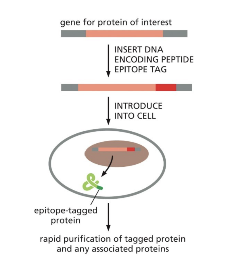 <ul><li><p>Used in affinity chromatography when there is no antibody for the protein</p></li></ul><ul><li><p>Allows for the use of an antibody that binds to the epitope tag</p></li></ul><p></p>