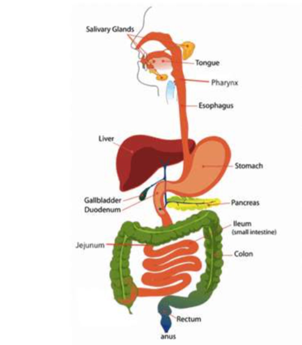 <p>mouth and anus</p>