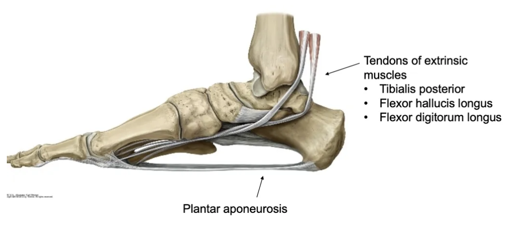 <ul>
<li><strong>Tibialis posterior</strong></li>
<li><strong>Flexor hallucis longus</strong></li>
<li><strong>Flexor digitorum longus</strong></li>
</ul>