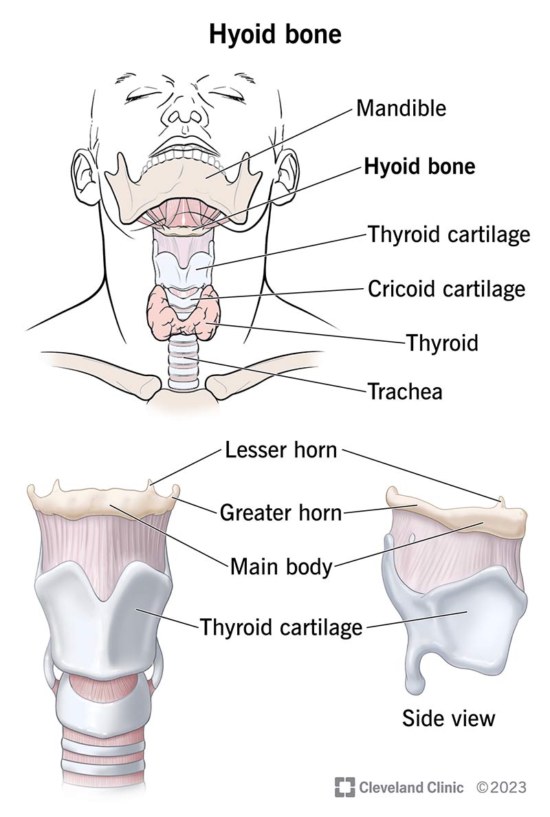 <p>Hyoid bone</p>