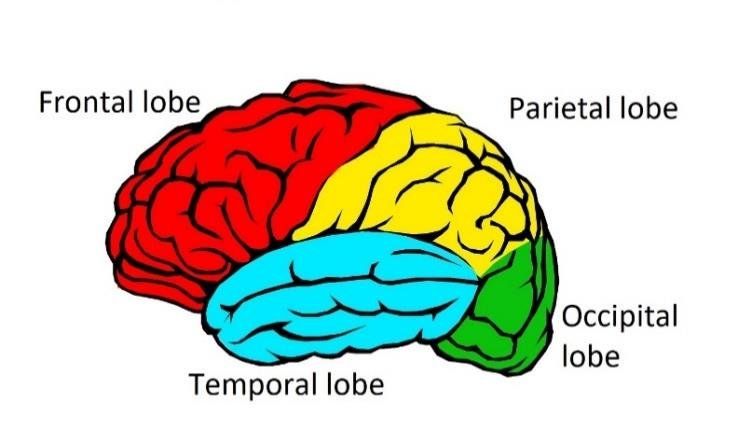 <ul><li><p>Frontal Lobe</p></li><li><p>Parietal Lobe</p></li><li><p>Occipital Lobe</p></li><li><p>Temporal Lobe</p></li></ul>