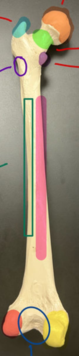 <p>green rectangle</p>