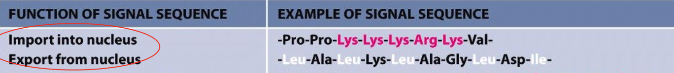 <p><span style="background-color: rgba(102, 0, 178, 0.08);"><strong><em><span>1. Cytosol → Nucleus</span></em></strong></span></p>