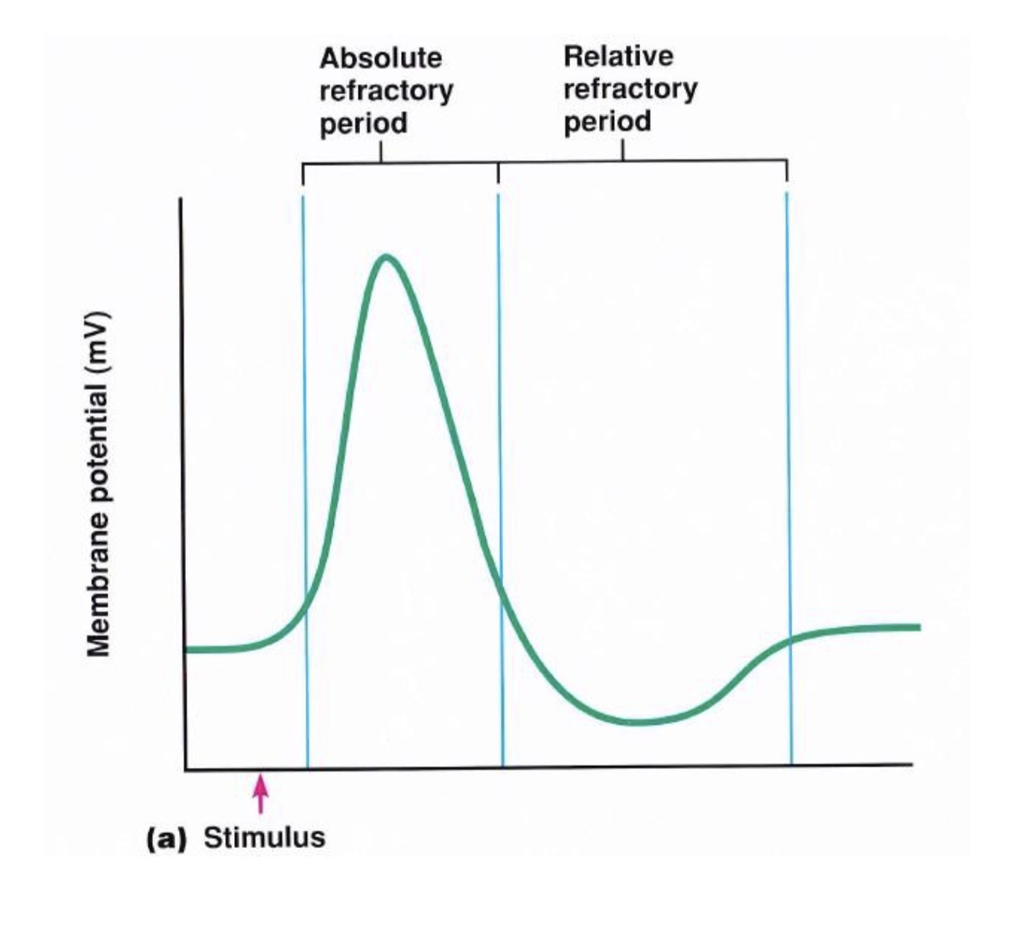 <p><strong>The Absolute Refractory Period! </strong></p><p><strong>Remember:</strong> action potentials CANNOT happen on top of each other</p><p></p>