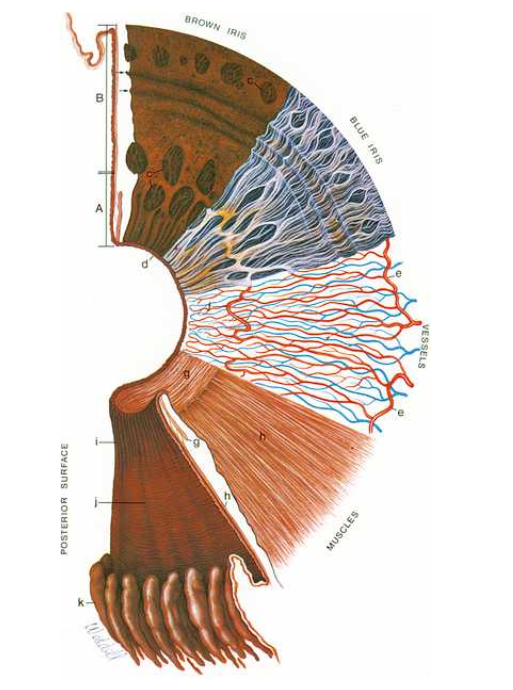 <p>cirucular contraction folds </p>