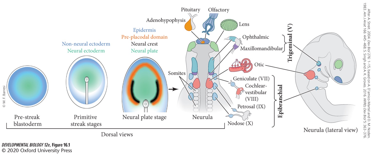 * hearing
* balance
* smell
* taste
* touch
* pain
* temperature 