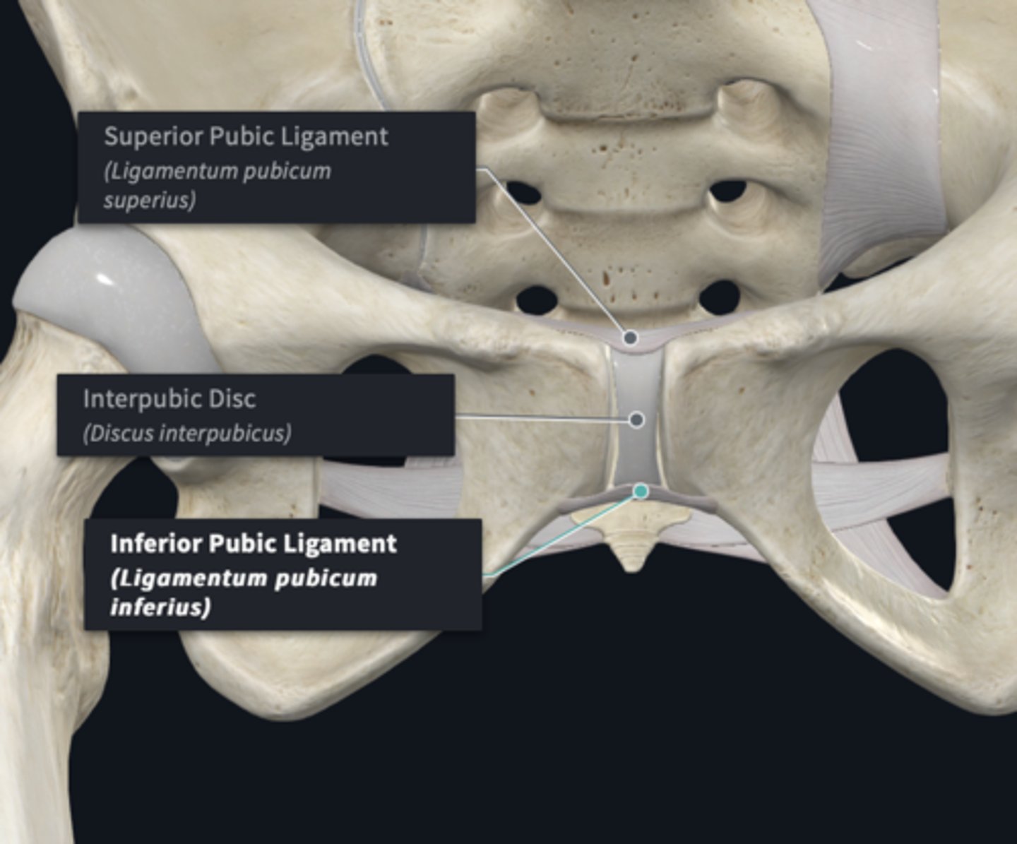 <p>What does the Superior and Inferior pubic ligament connect? </p>