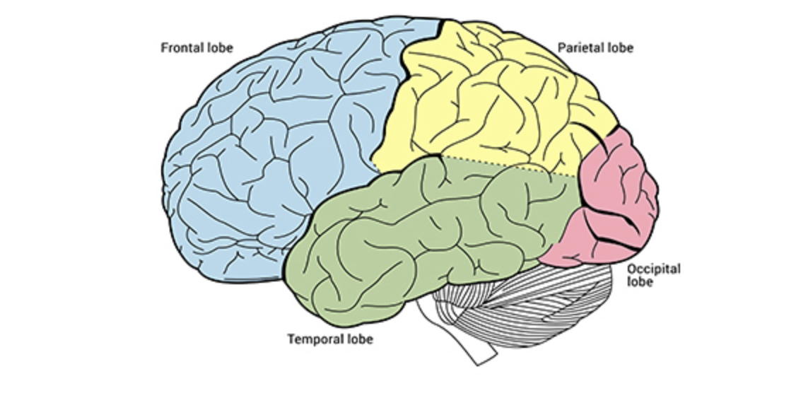 <p>Temporal Lobe</p>