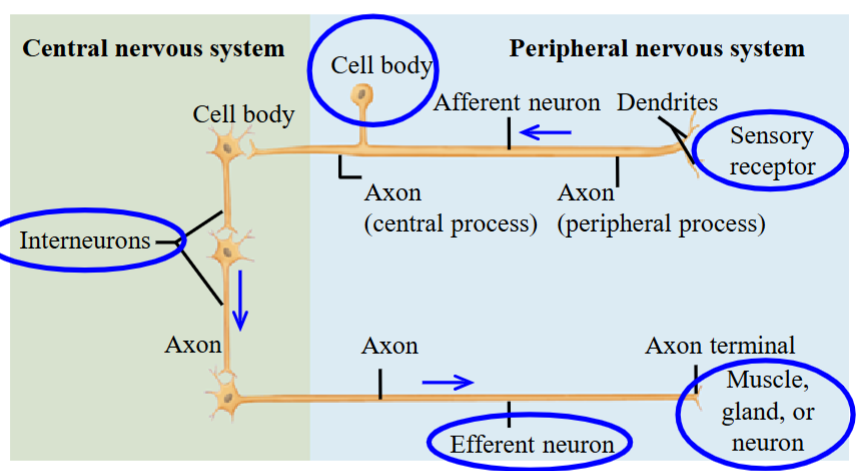 <ul><li><p>The sensory receptor sends a stimulus to the afferent neuron, which is located outside the spinal cord. </p><ul><li><p>Called the posterior root ganglion, also known the dorsal root ganglion. </p></li></ul></li><li><p>The AP goes to the interneurons, which sends it to the efferent neurons. </p></li><li><p>The efferent neurons innervate effector organs </p><ul><li><p>Includes skeletal muscles in the somatic division, smooth muscle, cardiac muscle, and glands in the autonomic division.</p></li></ul></li></ul><p></p>