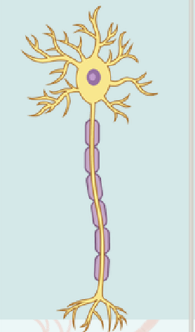 <p>Multipolar Neuron</p>
