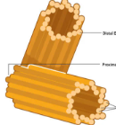 <p><span>cylindrical organelles found in the cytoplasm animal cells, typically arranged in pairs within a region called the centrosome</span></p><p><span>What part of the cell is this and what is its function? </span></p>