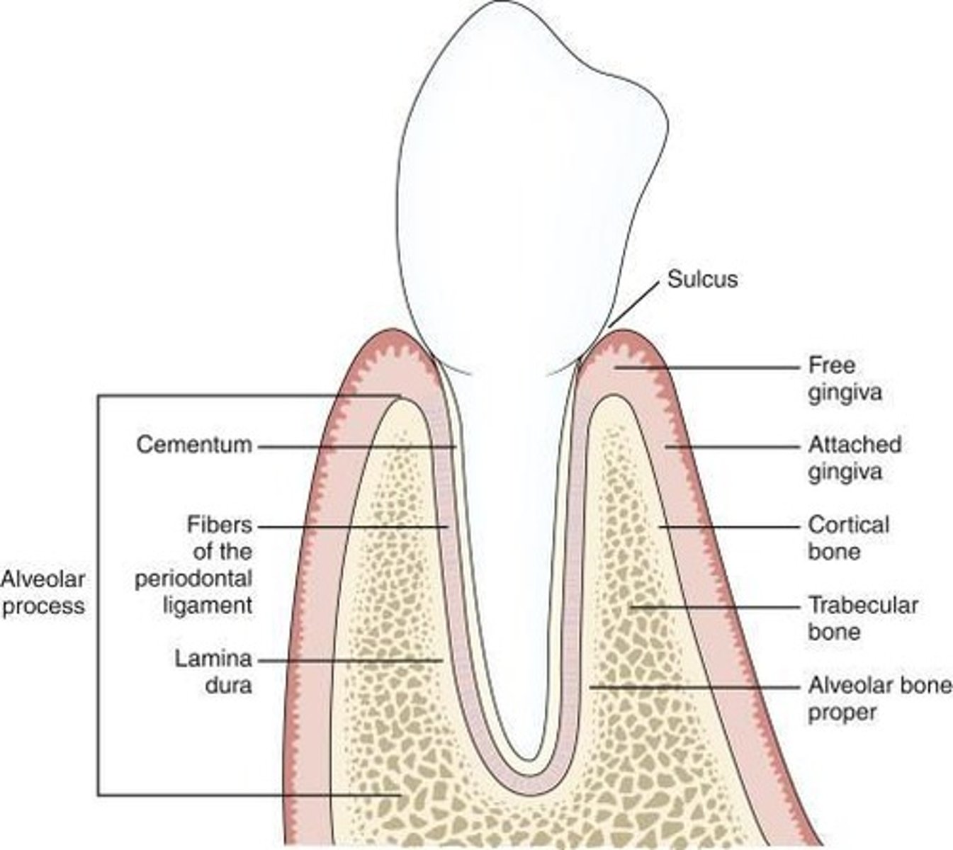 <p>The periodontal ligament attaches the cementum of the tooth to the alveolar bone and supports the tooth.</p>