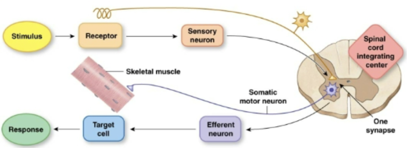 <p>What reflex has a single synapse between the afferent and efferent neurons?</p>