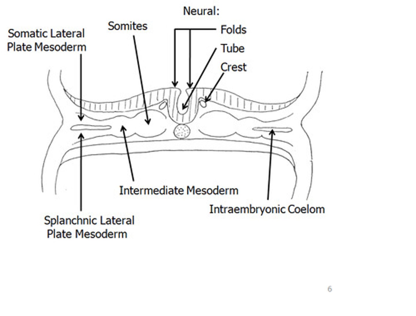 <p>somatic mesoderm and splanchnic mesoderm</p>
