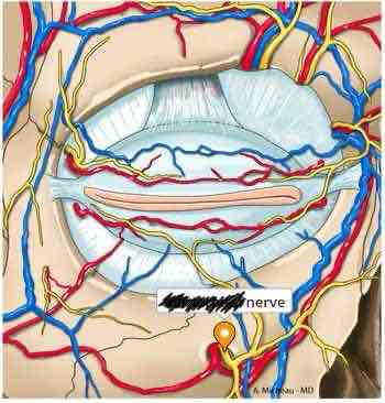 <p><span>Name this structure</span></p>