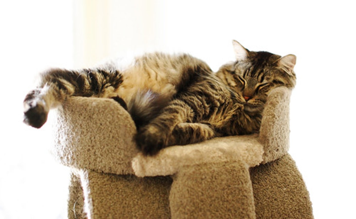 <p>the phenomenon where the body increases the time spent in REM sleep after a period of REM deprivation</p><p>- occurs as a response to the lack of REM sleep</p><p>- often results in more intense + frequent REM sleep episodes</p>