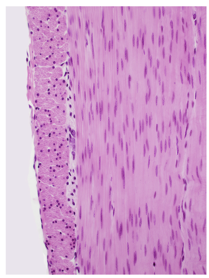 <p>Name the tissue.</p>