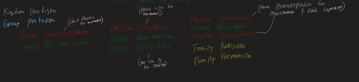 <p>Genus Paramecium</p>