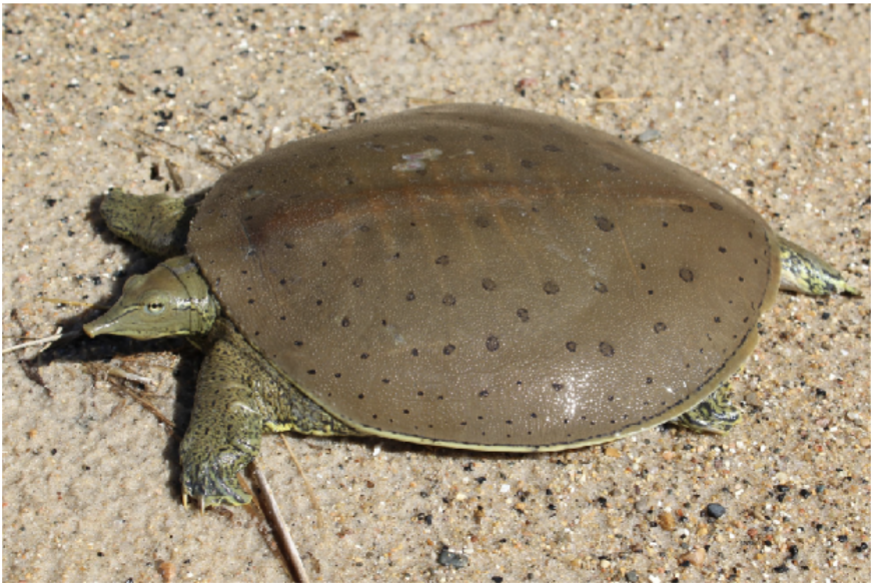 <p>Apalone spinifera<br>spiny softshell<br>Trionychidae</p>