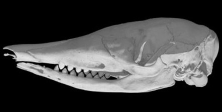 <p>Dasypus mexicanus </p>