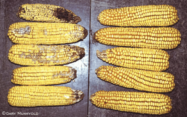 <p>crops that carry new traits that have been inserted through advanced genetic engineering methods</p>