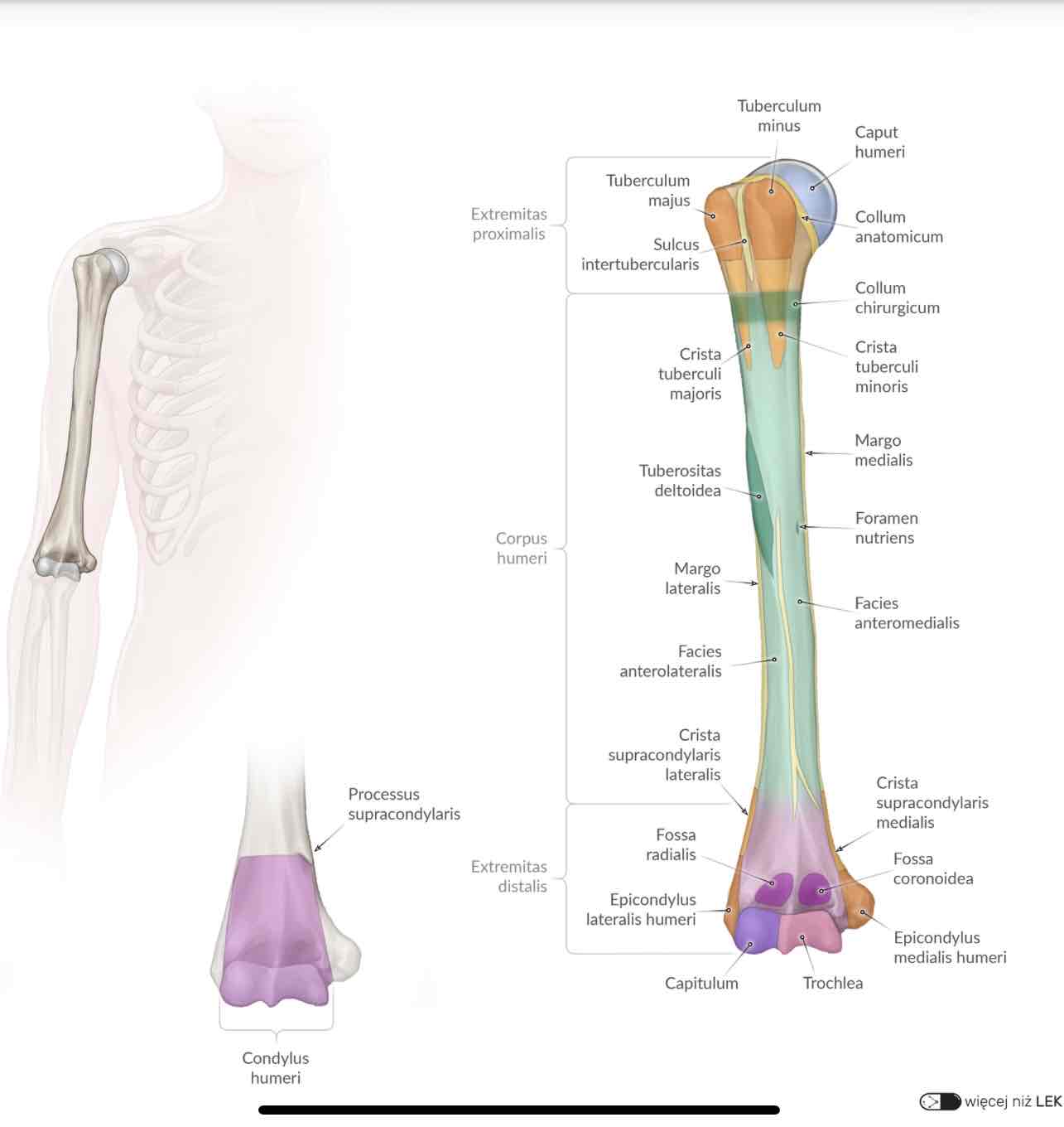 <p>Epicondylus medialis humeri</p>