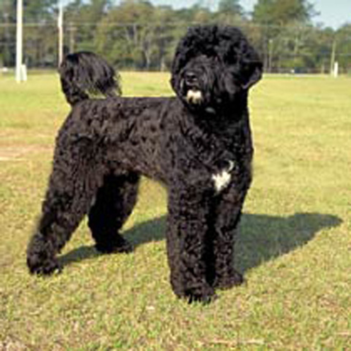 <p>Working Group</p>