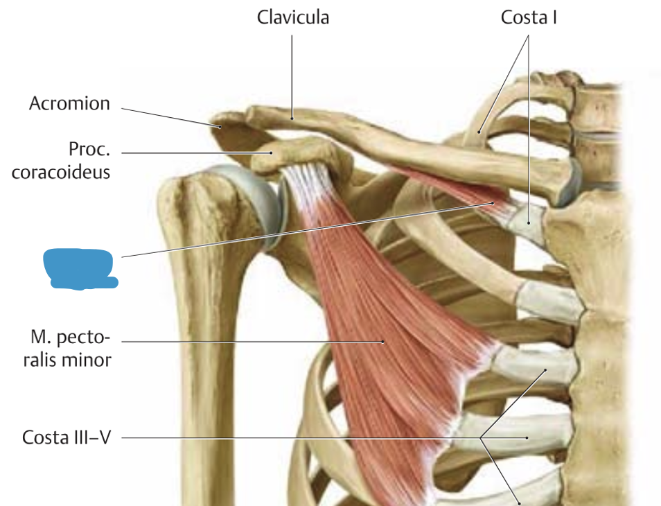 <p>m. subclavius → stabiliseerib art. sternoclavicularist, surub clavicula vastu sternumi</p>