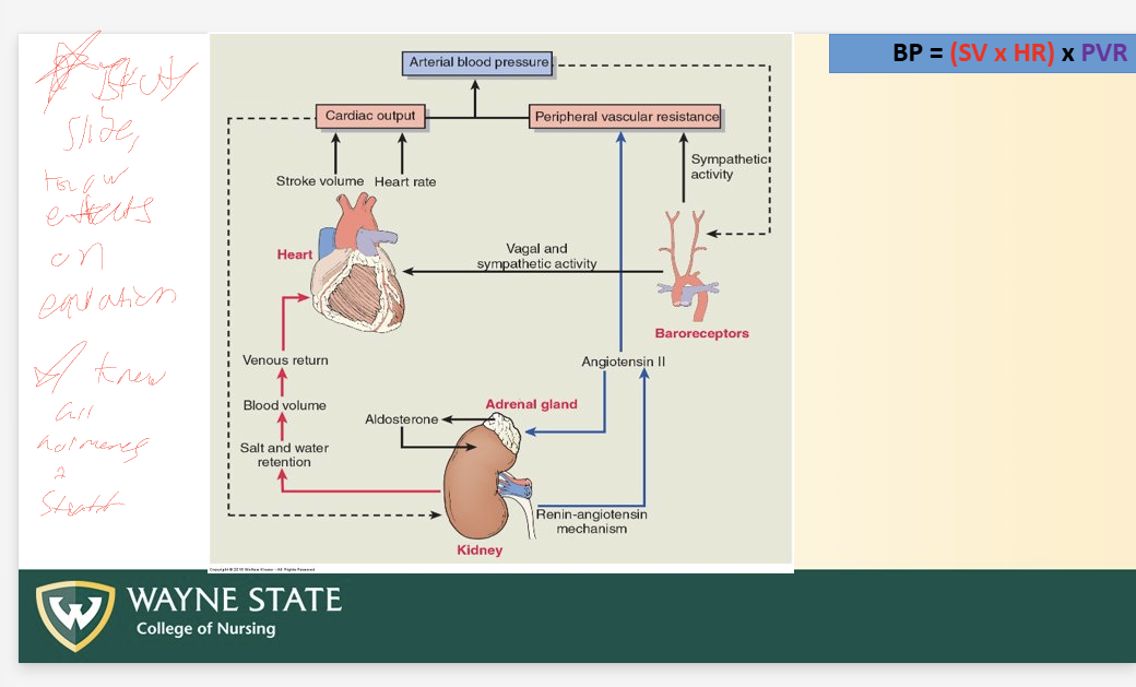 <p>Steps</p><ul><li><p>Decrease BP or Decrease extracellar fluid (due to decreased Na)</p></li><li><p>Kidney </p><ul><li><p>release Renin</p></li></ul></li><li><p>Liver</p><ul><li><p>Renin causes liver to change angiotensinogen to angiotensin I</p></li></ul></li><li><p>Lung </p><ul><li><p>ACE enzyme converts Angio 1 to Angio 2</p></li></ul></li><li><p>2 responses (to angio2 in body)</p><ul><li><p>1</p><ul><li><p>Adrenal cortex release aldosterone</p></li><li><p>Causes sodium reabsorption at kidney + water reabsorption = SV increase</p></li><li><p>Increase volume + arterial blood pressure</p></li></ul></li><li><p>2</p><ul><li><p>Causes direct vasoconstriction of system arterioles = PVR increase</p></li><li><p>Increases arterial blood pressure</p></li></ul></li></ul></li></ul><p></p>