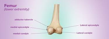 <p>medial bump next to patellar surface at the BOTTOM</p>