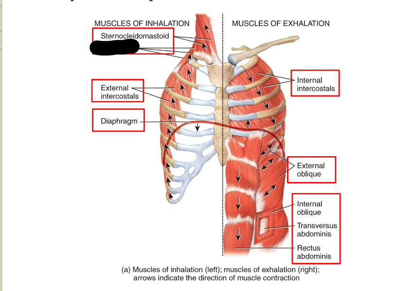 <p>What <strong>Respiratory</strong> <strong>Muscle?</strong></p>