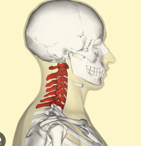 <p>what is this section of vertebrae called?</p>