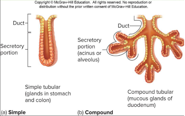 <ul><li><p>glands w/ ducts (may tubes)</p></li><li><p>mostly multicellular</p></li><li><p>some are composed of single cell, like goblet cells, that secrete mucus</p></li><li><p>can be classified acc to the structure of their ducts and secretory regions</p></li><li><p>produce a wide variety of products such as <strong>saliva, sweat, and digestive tract secretions</strong></p></li><li><p>Secretions enter ducts, which are continuous w/ epi tissue surface → at the appropriate location, they exit onto the free surface of the target organ’s tissue</p></li><li><p>Categorized based on their structure, separated based on their mode of secretion</p></li><li><p>3 specific distinctions: structure of duct, structure of the secretory portion of the gland, mode of secretion w/in the secretory portion</p></li></ul>