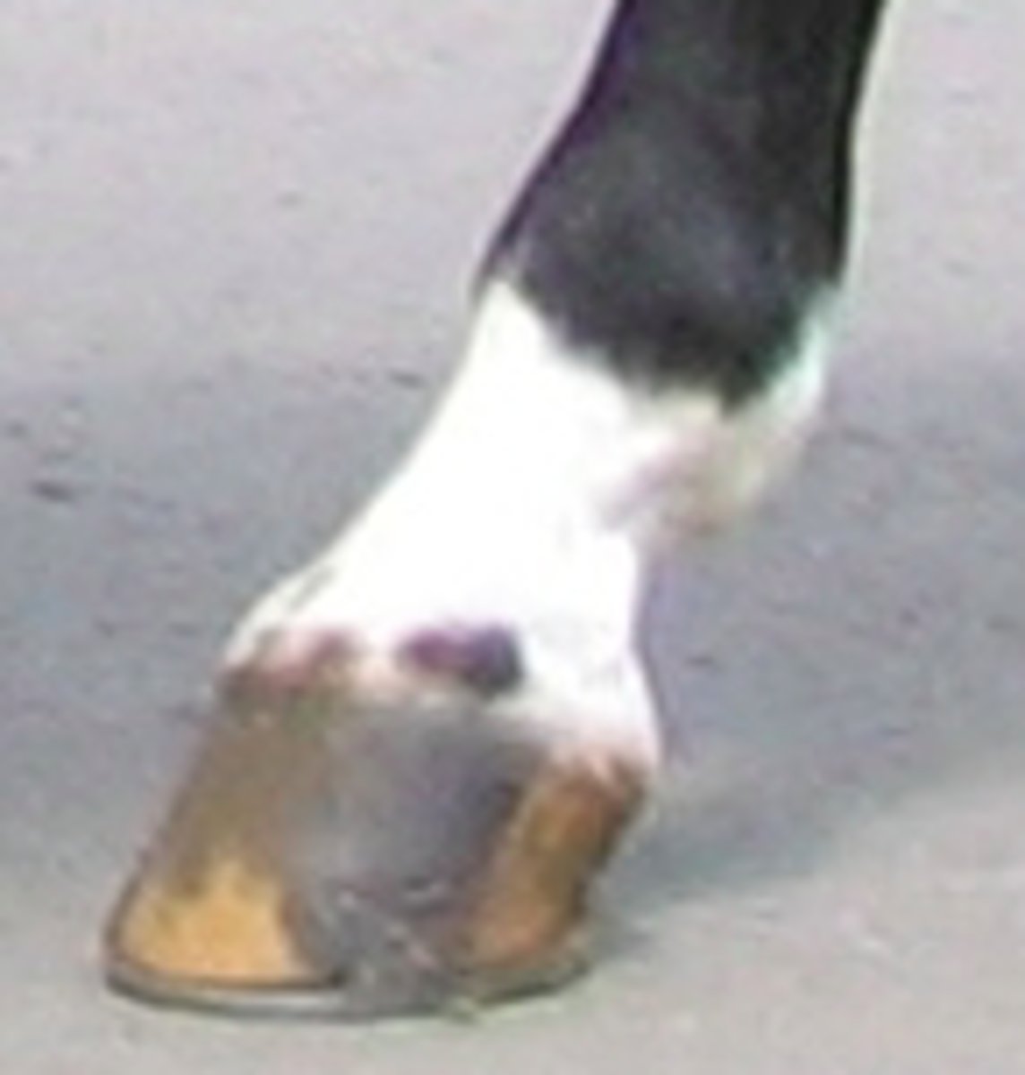 <p>area of the limb between the fetlock and hoof</p>