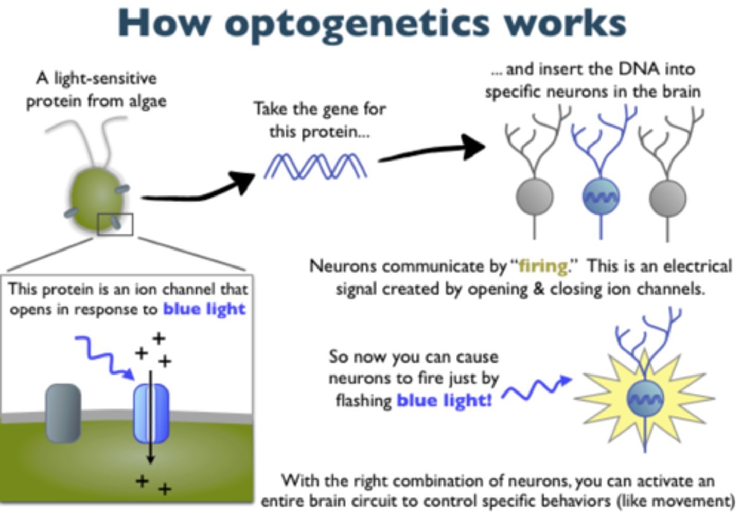 <p>- a treatment that uses a combination of light stimulation and genetics to manipulate the activity of individual neurons</p><p>- insert light-sensitive proteins into a type of neuron -&gt; proteins will activate or inhibit the neurons</p><p>- insert an optical fiber to shine light</p><p>- could potentially work in humans, but is invasive and likely unethical</p>