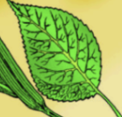 <p>what is this leaf venation</p>