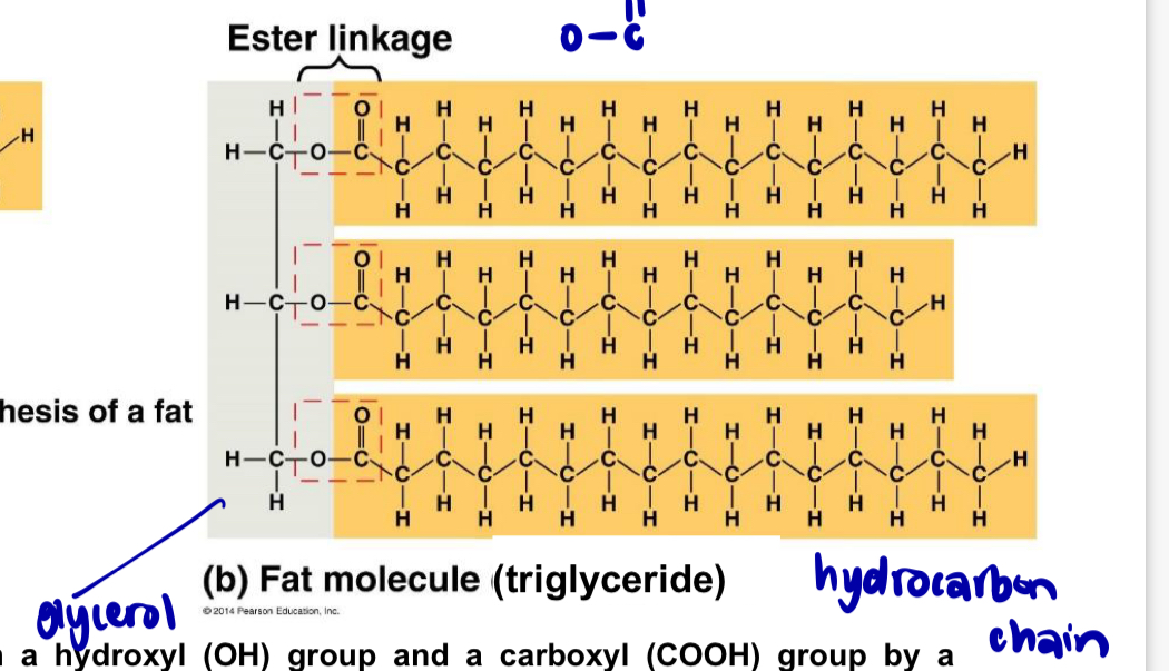 <p>glycerol + 1FA = monoglyceride </p><p>glycerol + 2FAs = diglyceride </p><p>glycerol + 3FAs - triglyceride = fats </p>
