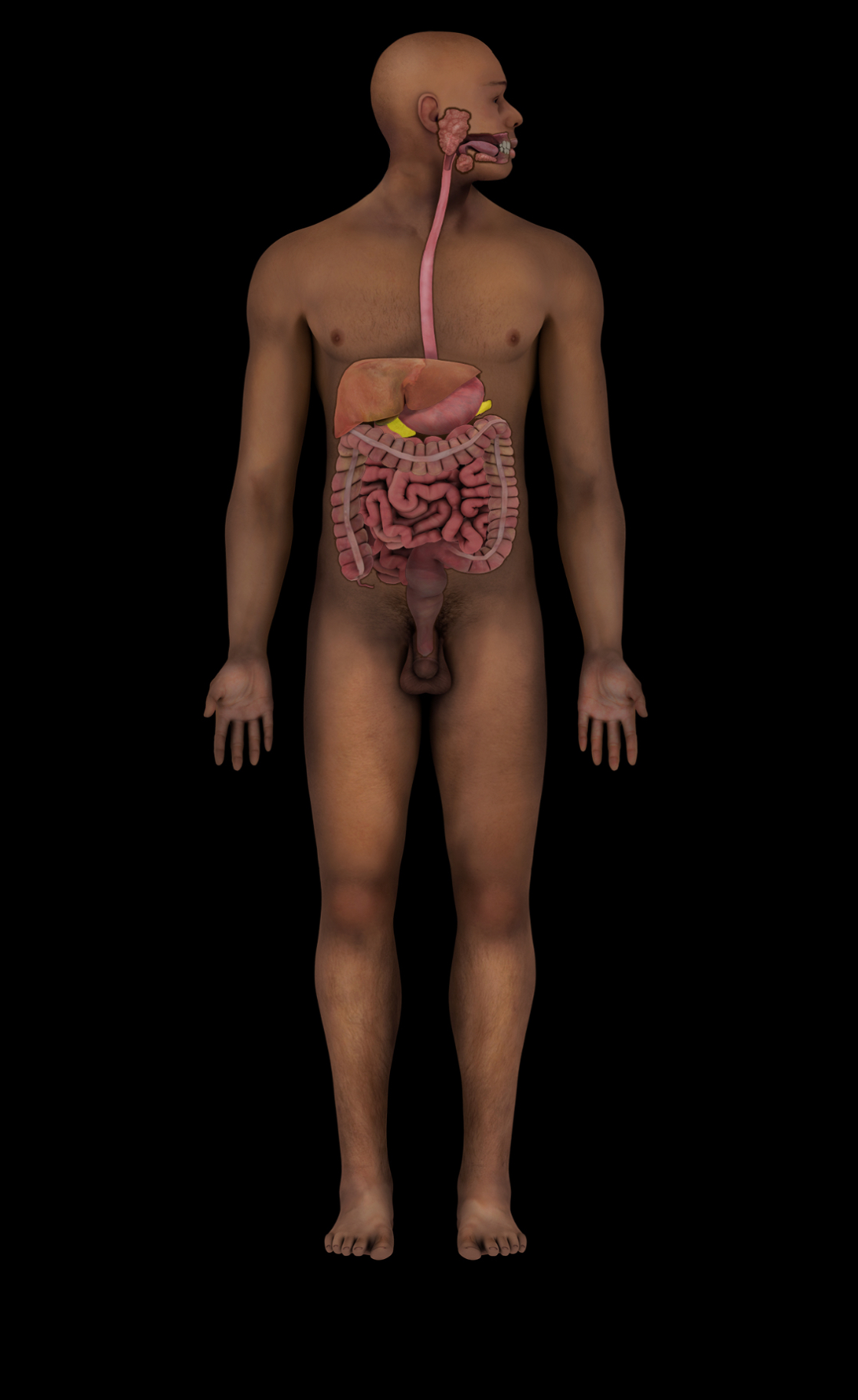 term image