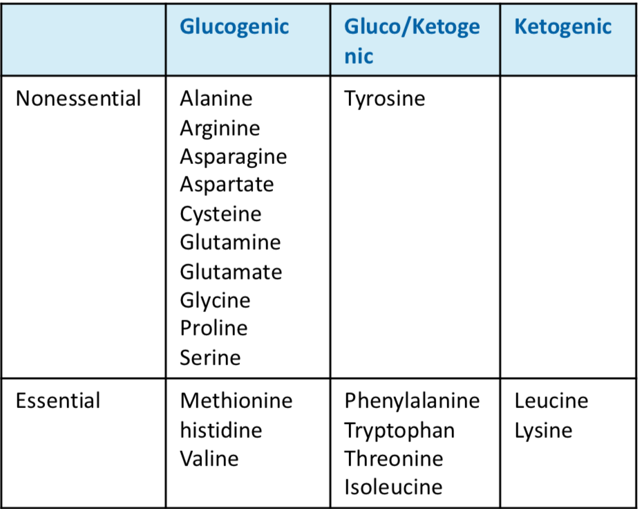 <p>Various pathways: </p><ul><li><p>Glucogenic AA form pyruvate or intermediates of TCA cycle and can enter gluconeogenesis or energy synthesis</p></li><li><p>Ketogenic AA form acetyl-CoA, acetoacetyl CoA, or acetoacetate and can enter ketogenesis or energy synthesis</p></li><li><p>Binding of amino acids to carbon skeletons forms new AA</p></li></ul><p></p>