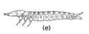 <p>Type of larva: 3 pair jointed, well developed legs + dorsal-ventrally flattened</p>