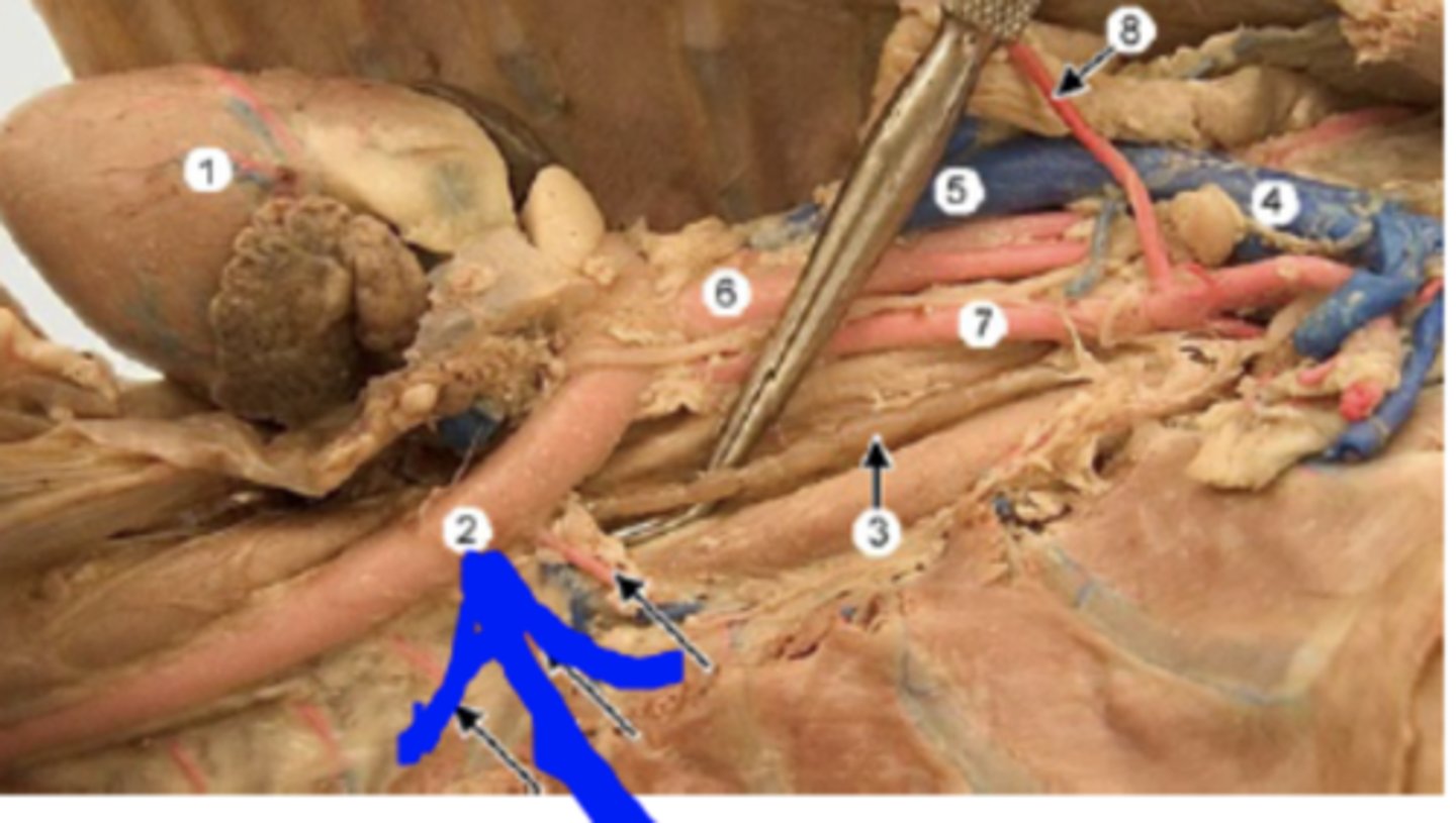 <p>the part of the aorta that runs from the arch of the aorta to the diaphragm, gives off numerous branches that supply oxygenated blood to the chest cage and the organs within the chest.</p>