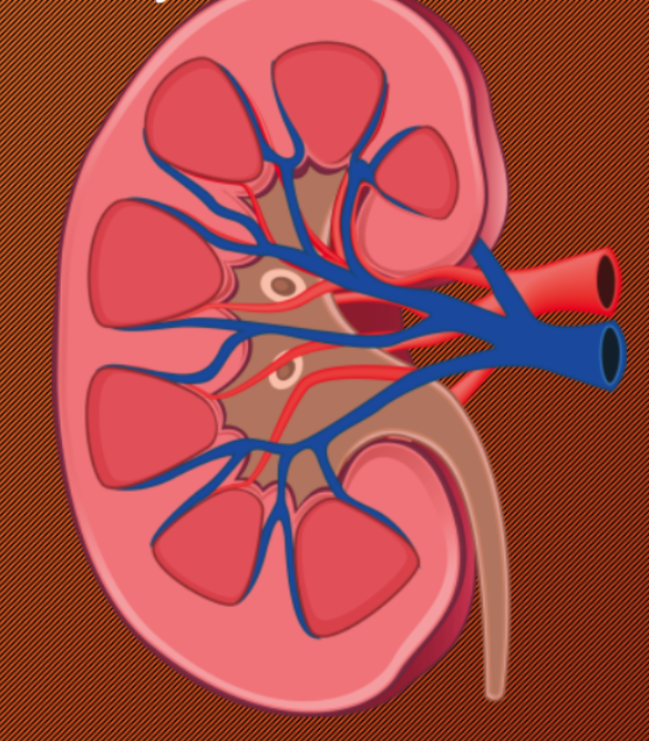 <p>ADH: Antidiuretic Hormone (Posterior Pituitary gland)</p>