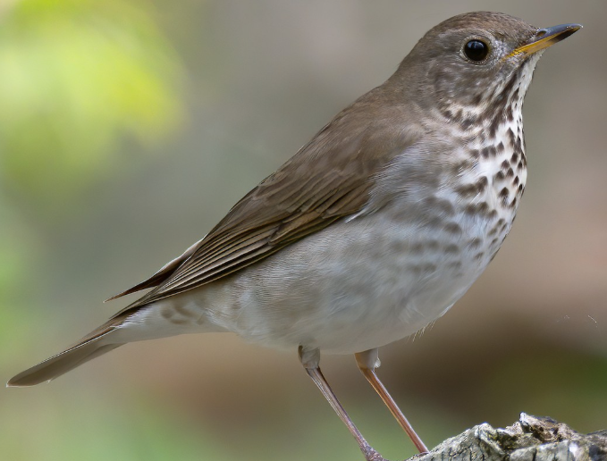 <p>What bird is this? </p>