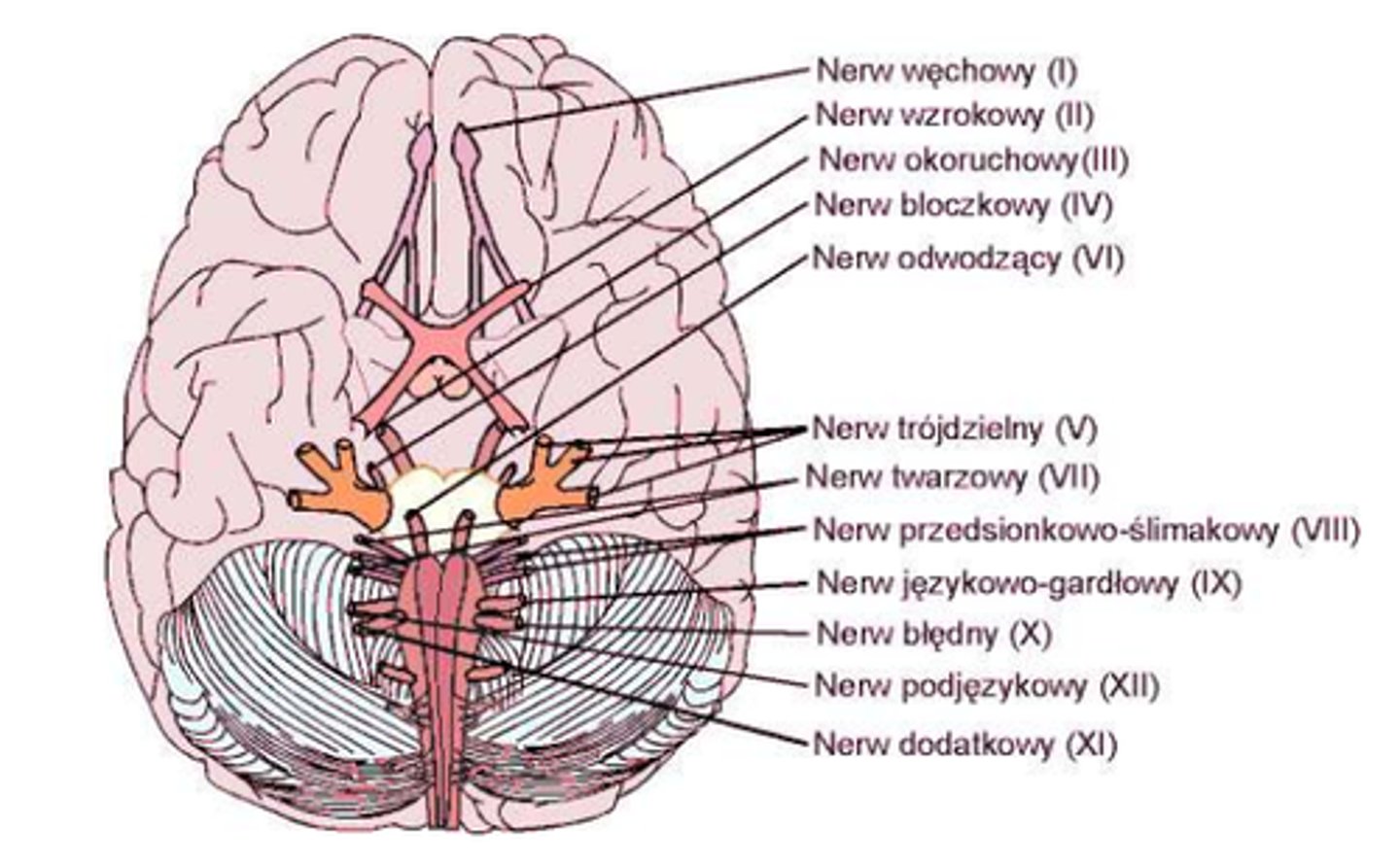<p>Nerw wzrokowy</p>