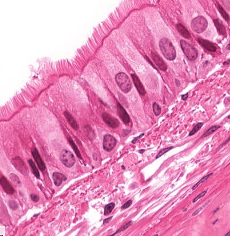 <p>what type of cell is this?</p>