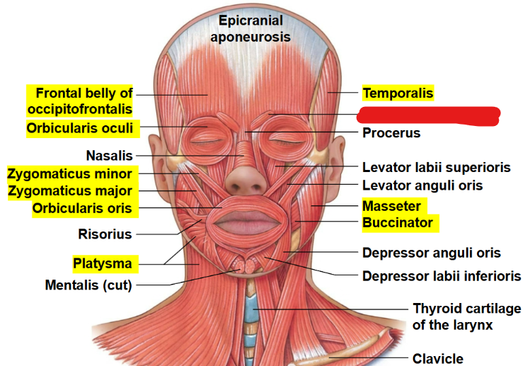 <p>What muscle is this?</p>