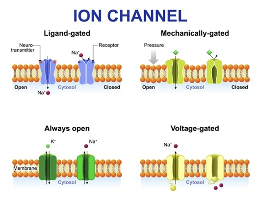 <ul><li><p>open and close due to a specific signal&nbsp;</p></li><li><p><strong>ligand-gated ion channels</strong></p></li><li><p><strong>voltage gated ion channels</strong></p></li><li><p><strong>mechanically-gated ion channels</strong></p></li><li><p><strong>thermoreceptors</strong></p></li></ul><p></p>